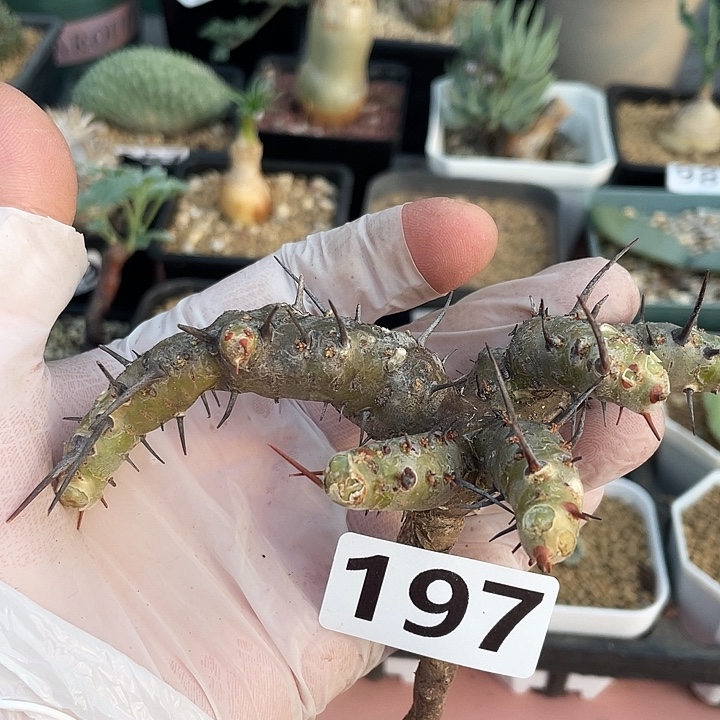 197产地刺月界块根