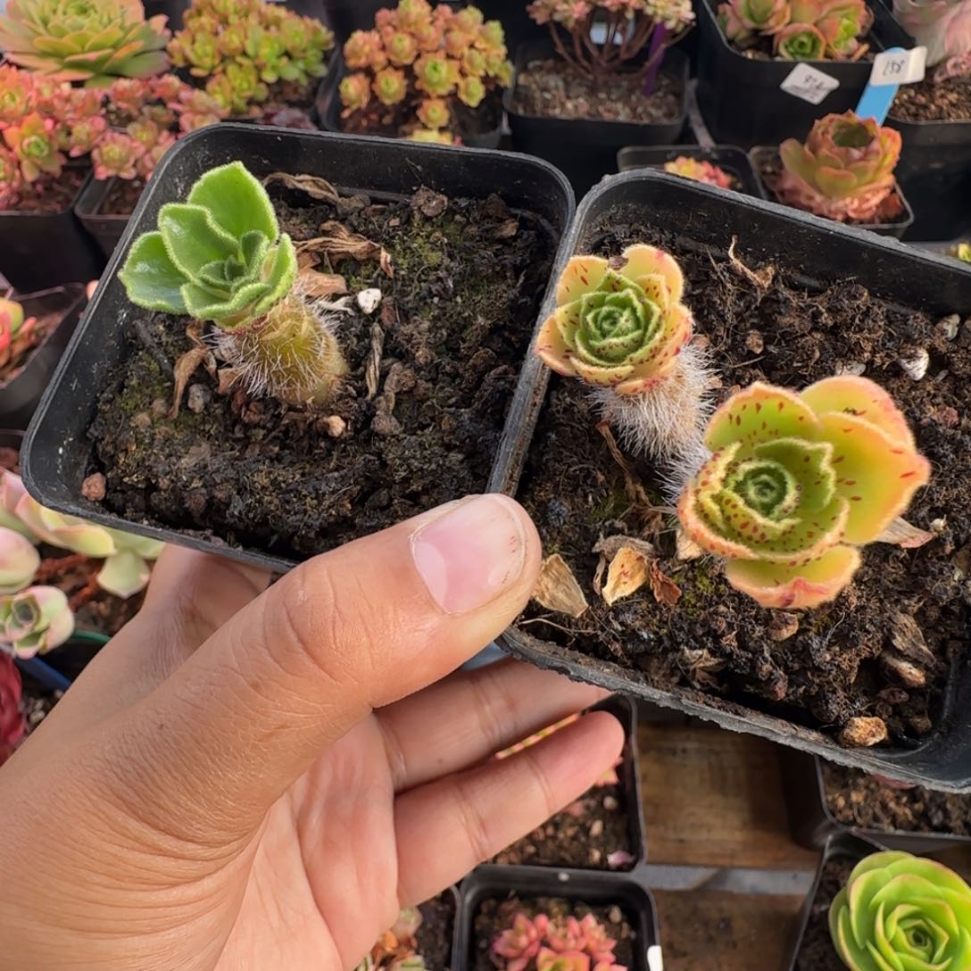 笑***生L627-628半城玫瑰飞毛腿不含盆土