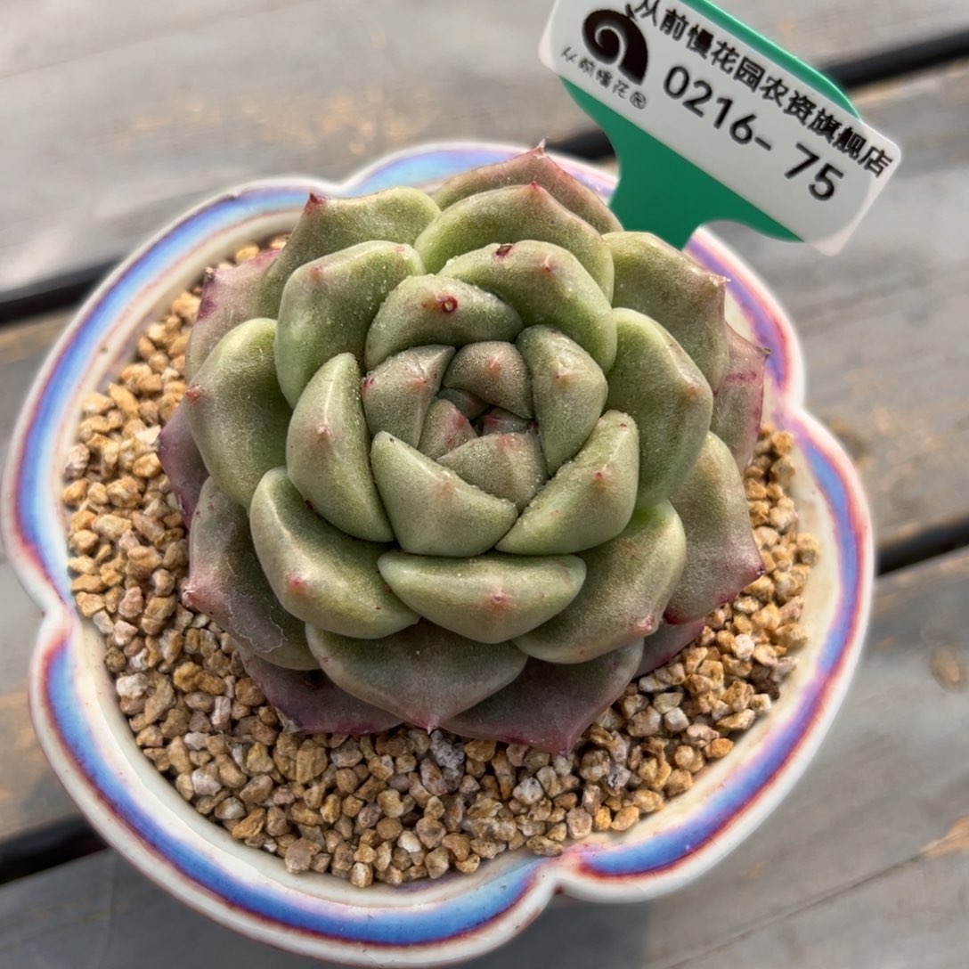 多肉一物一拍0216-75