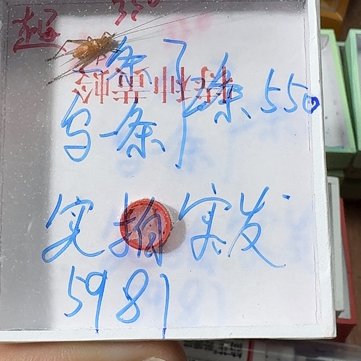 复***道蟋蟀2222222222222222222
