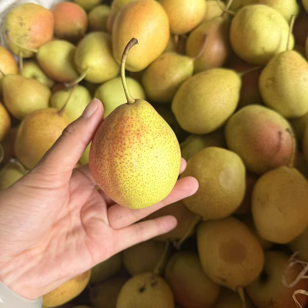 【张大庆专属】农产品刺白梨