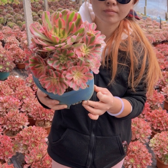 粉女巫福利一颗包邮