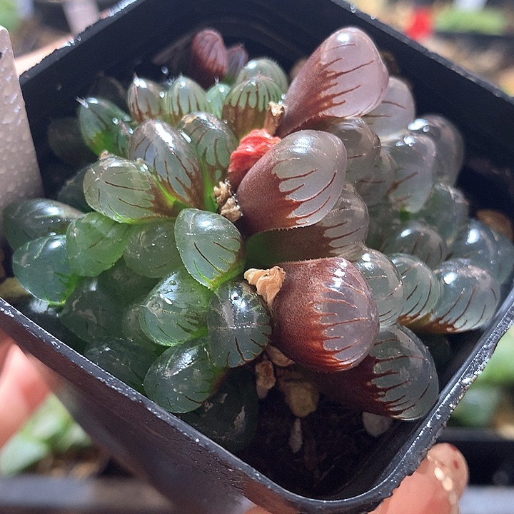 35号玉露一物一拍带盆土