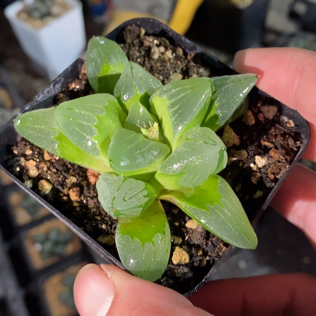 十二卷冰城一颗 元旦整点福利