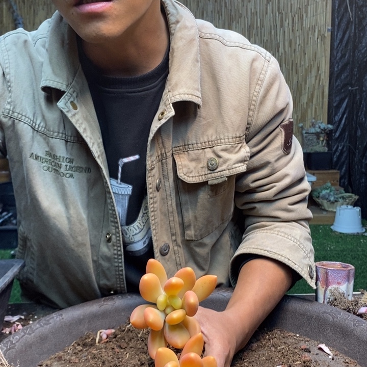 子***萱166号金蝉多肉植物