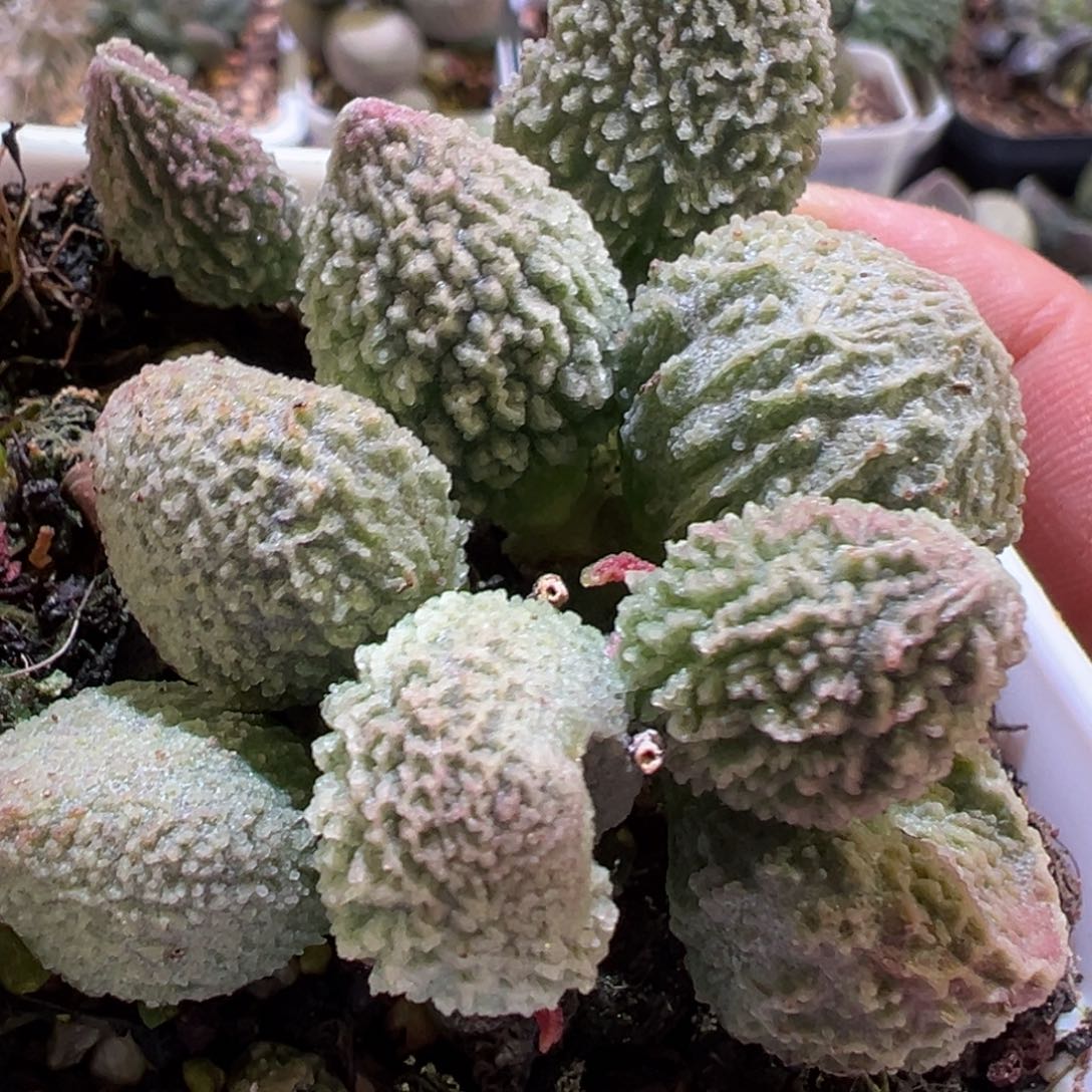 胖五水泡多肉植物水泡多肉植物