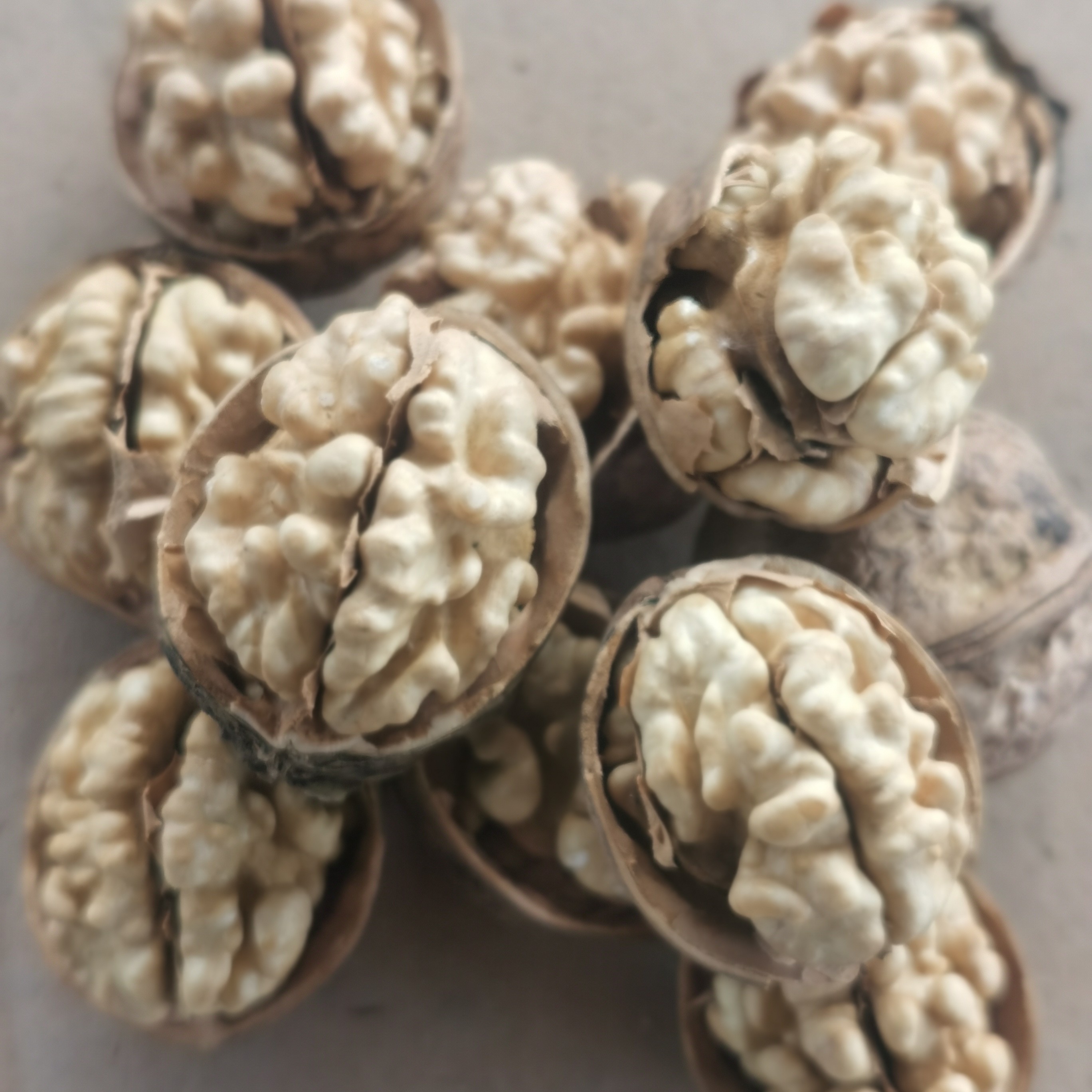 新疆纸皮核桃树上吊干原生态没水洗185纸皮核桃