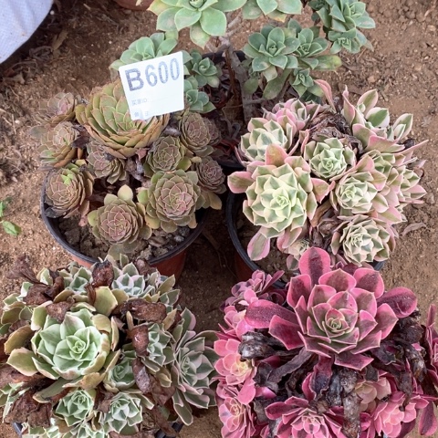 叮***奶600五颗法师多肉植物