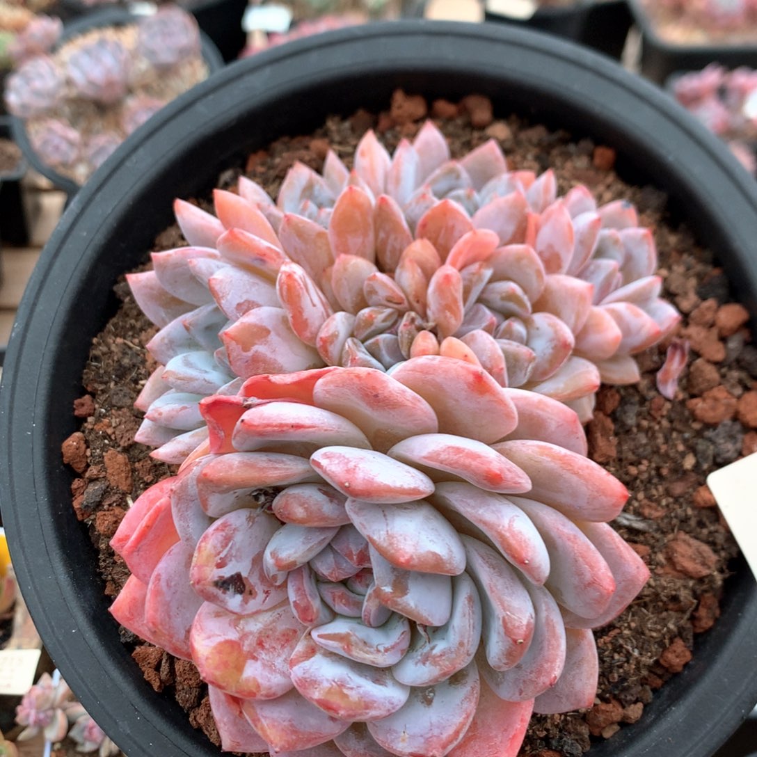 14厘米七头有砍韩橙 特价 4747