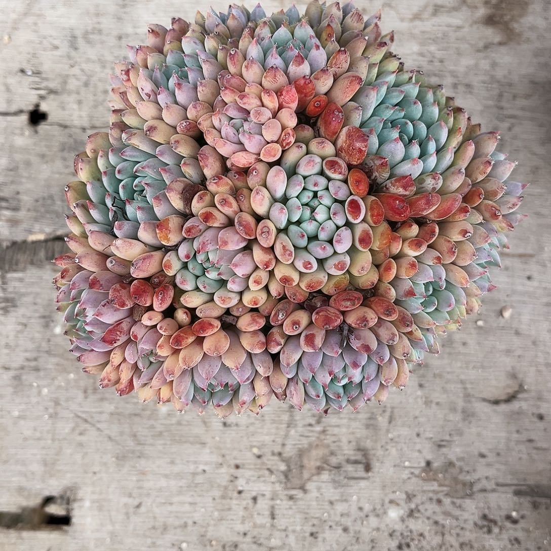 销***姐82多肉植物提取萃取剂中