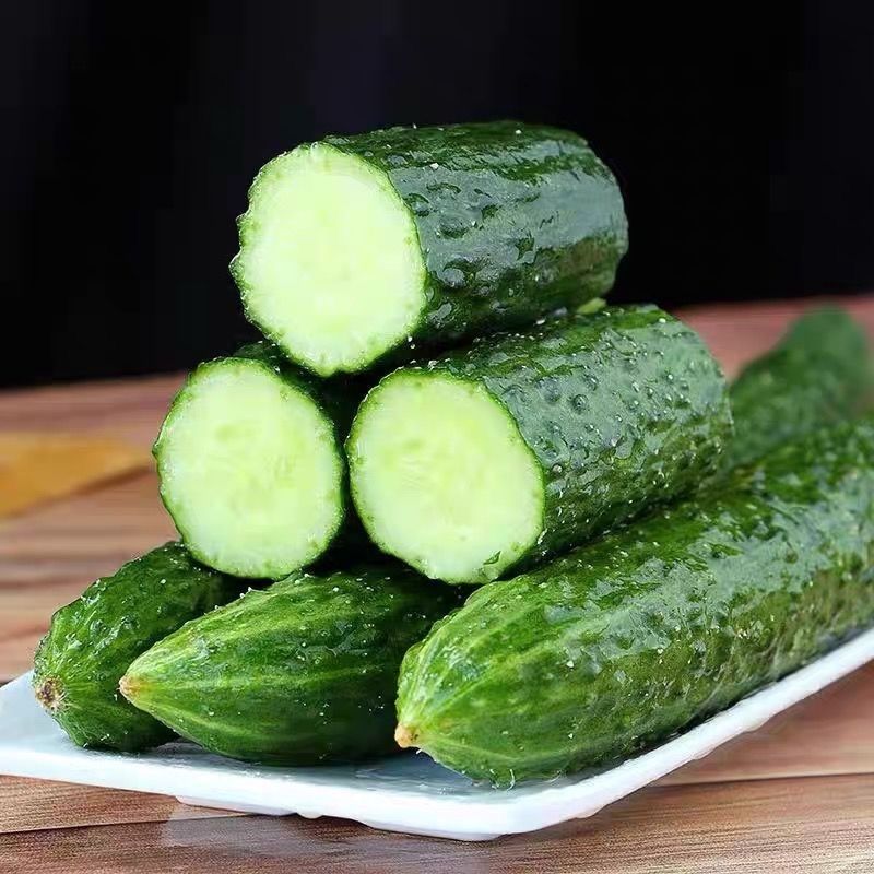 新鲜现摘带刺黄瓜可生吃凉拌炒菜的当季蔬菜现摘现发