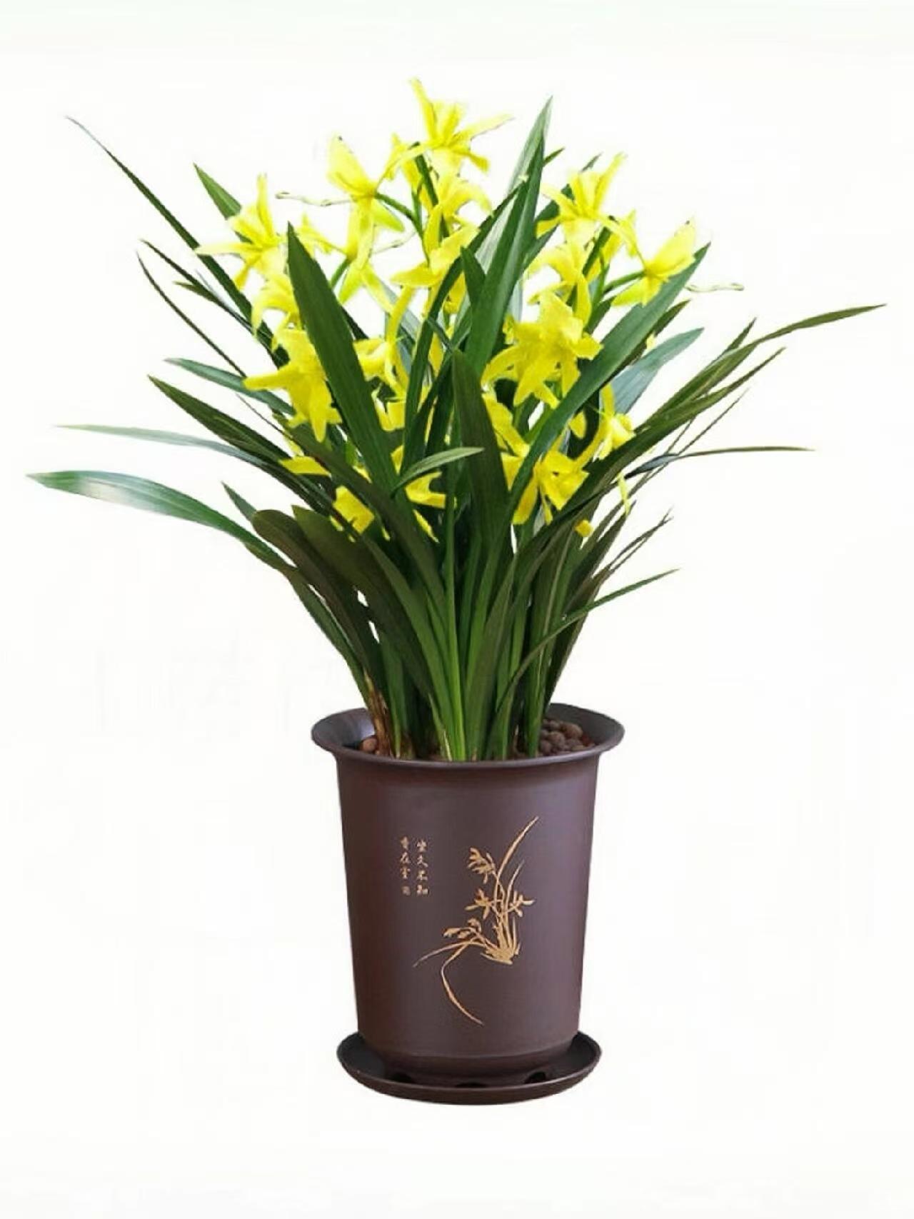 【墨兰】 带盆 发货 大花蕙兰 兰花 年宵花 云南基地直发