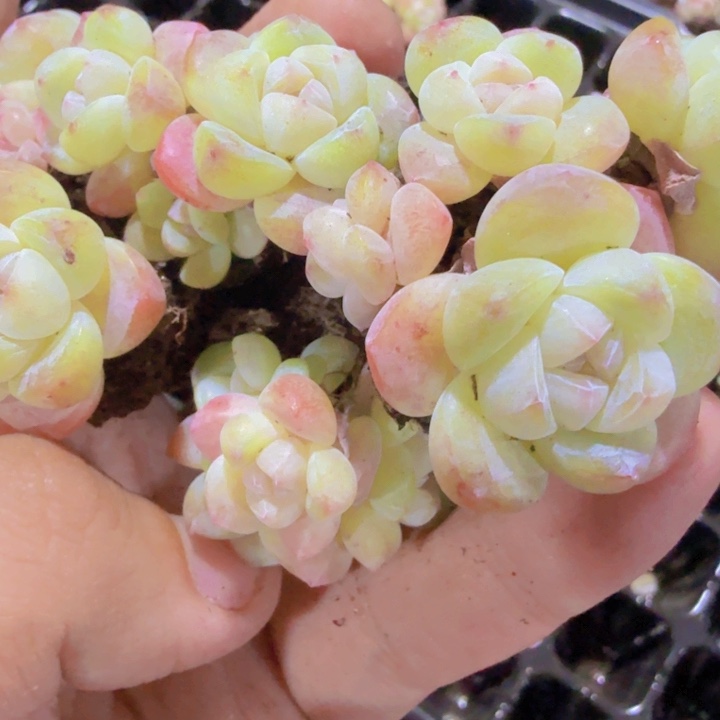 樱花粉冰玉群王炸一群