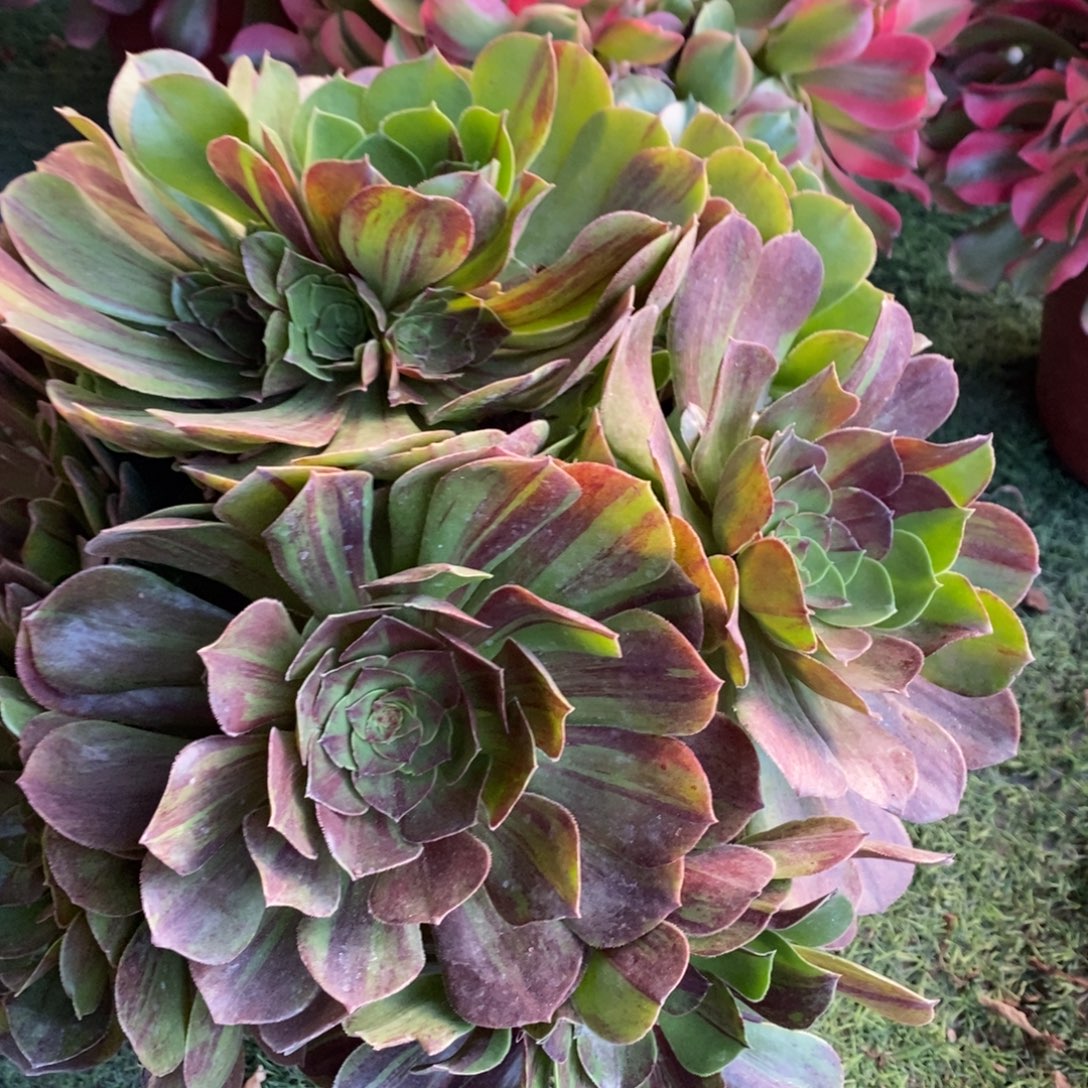 衣***家不开花植物花月夜多肉1颗多肉