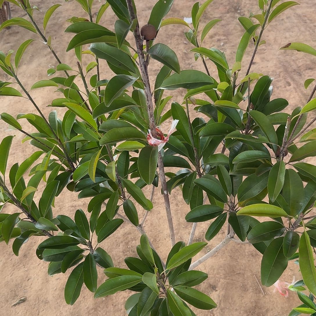 郭***兄当前无花栽培后可以开花越南