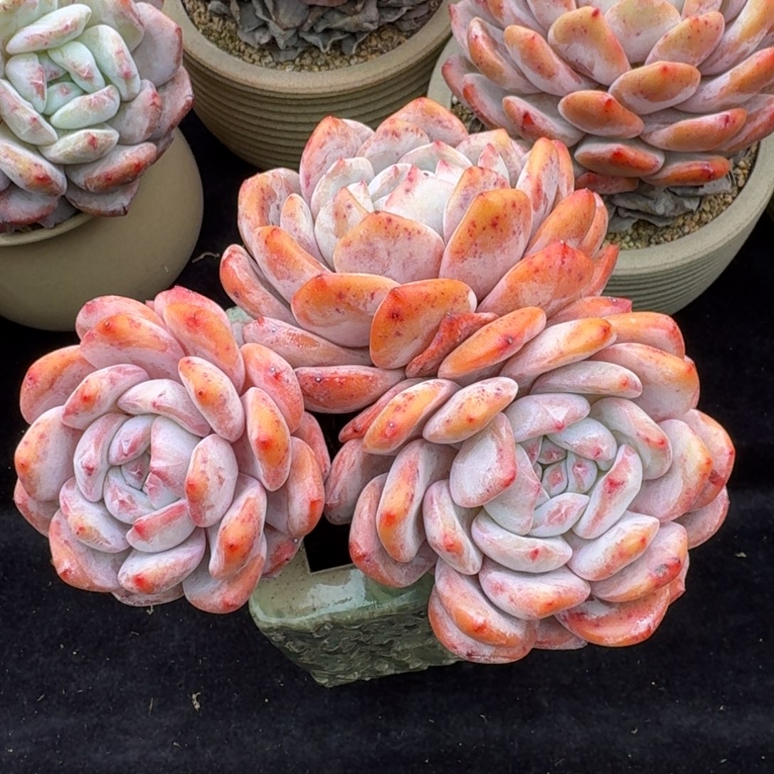 *****精控三头，专拍链接