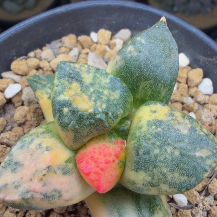 大型辛顿奶白彩锦连山