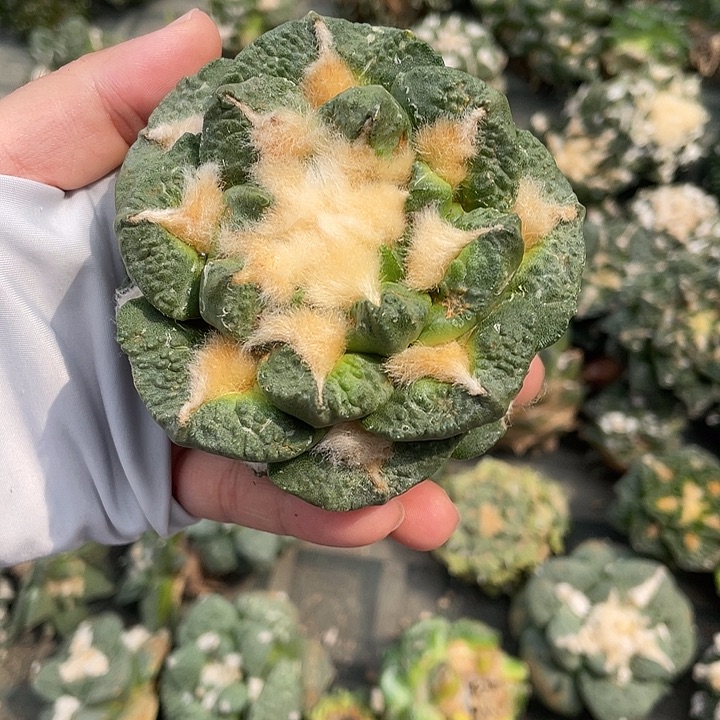 自根圆叶牡丹瑕疵特价