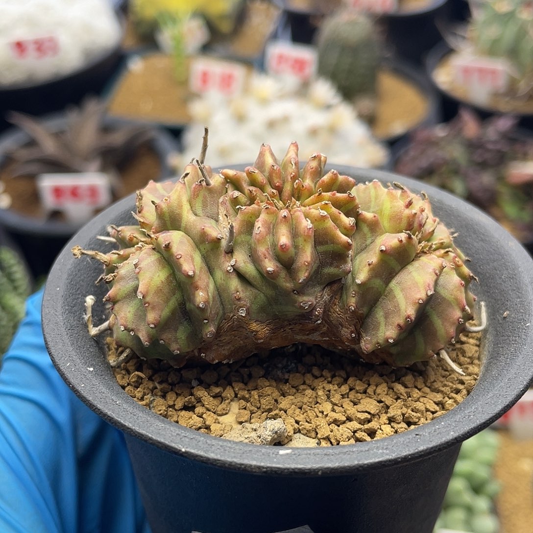 实生坤坤法丽达缀化仙人球