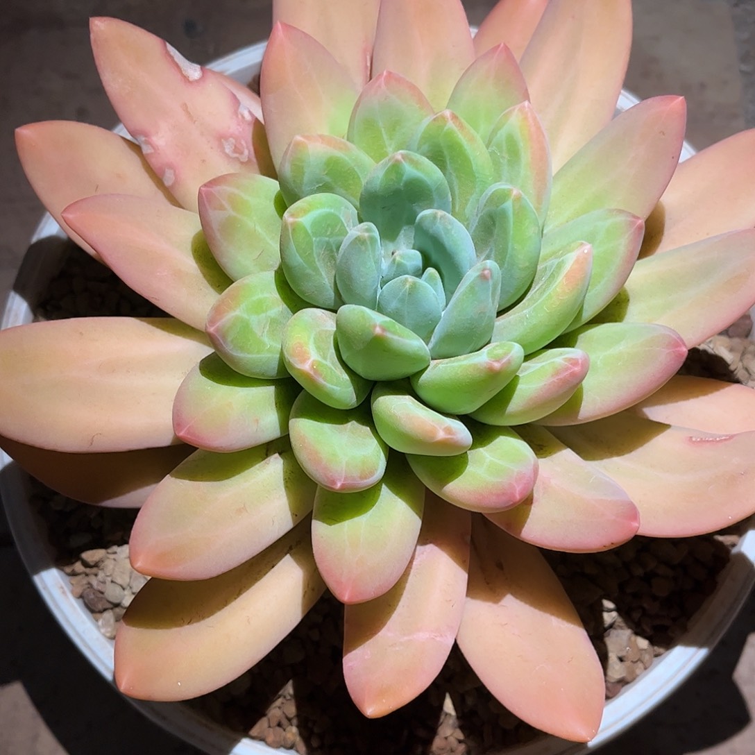 心*寄养链接发货链接