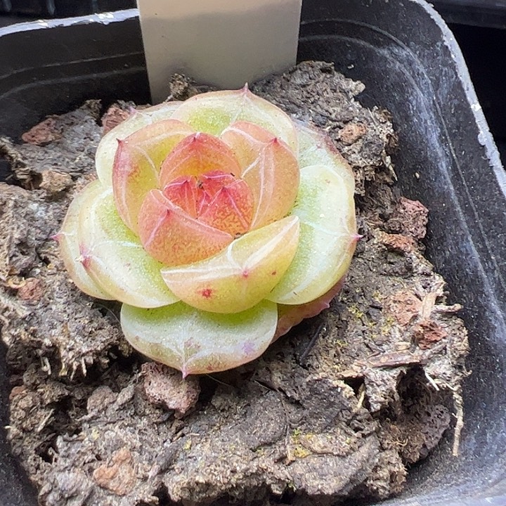 单头珍妮111111111