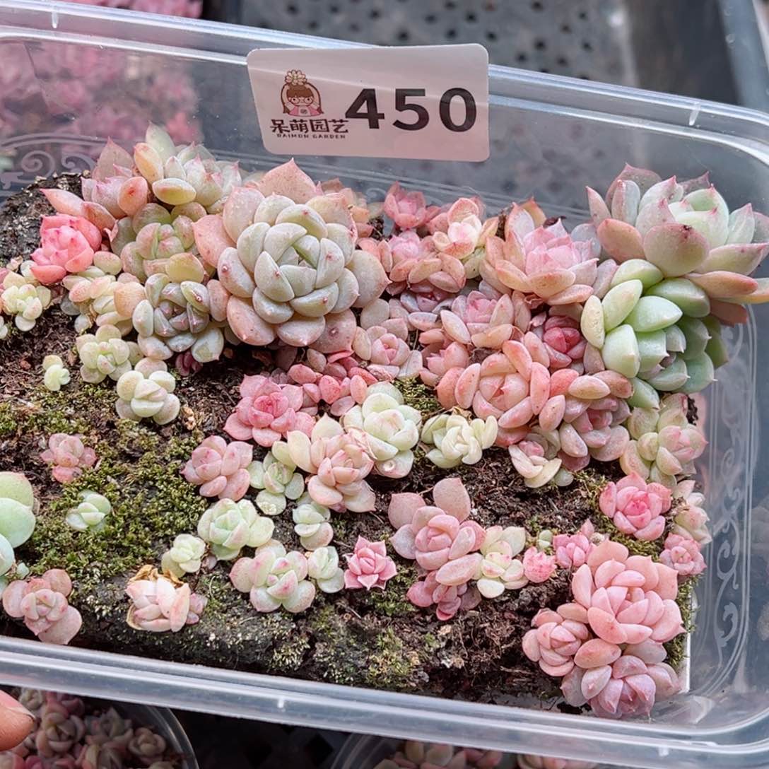 多肉植物多肉植物