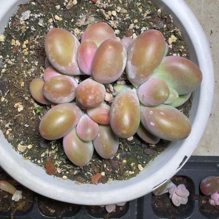 刚果奶 4头 一物一拍