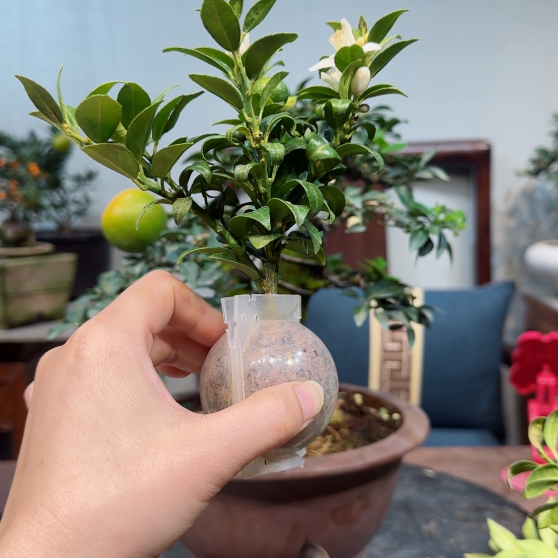 当前无花朵，栽培后可花朵栖*
