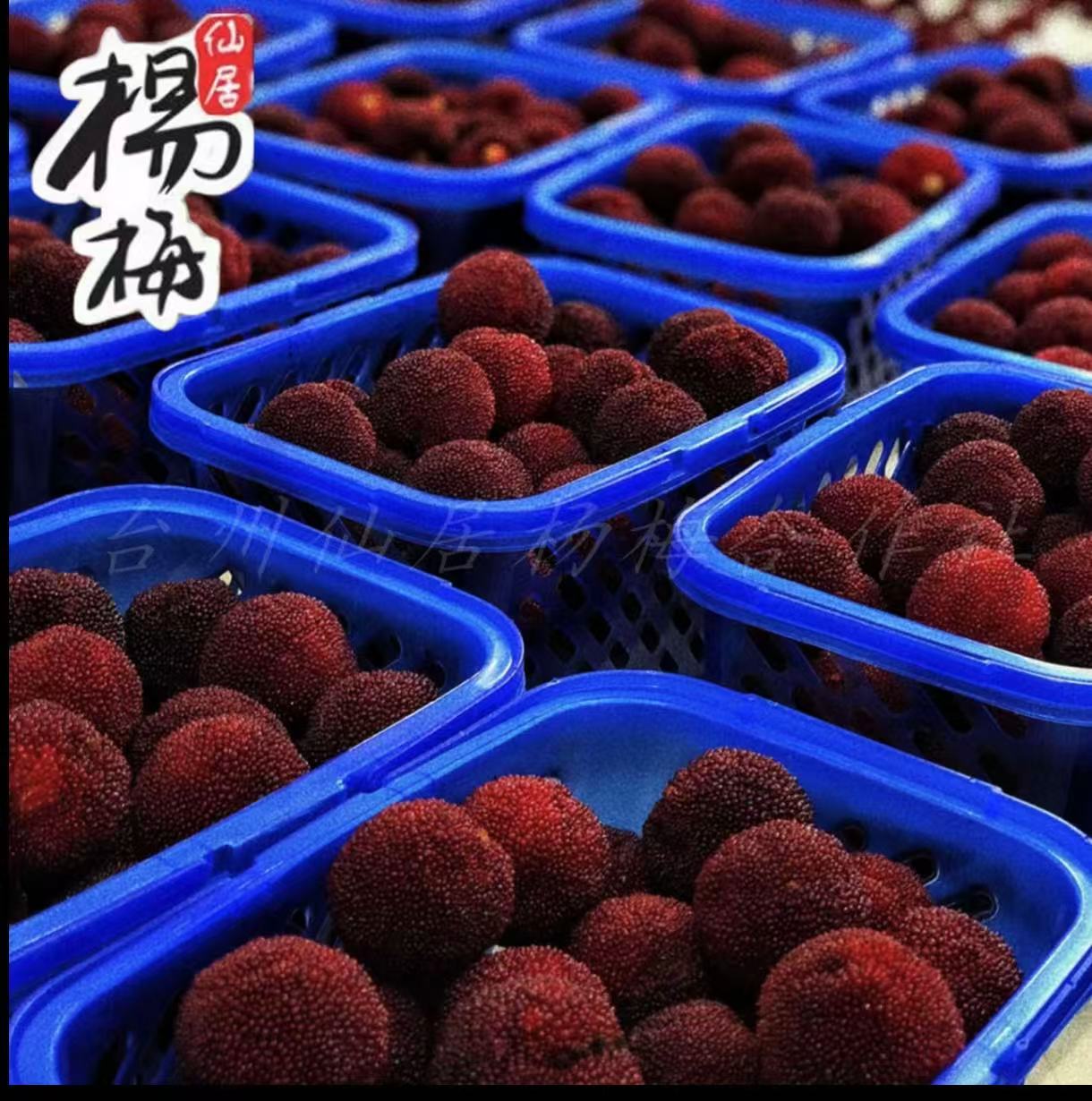 仙居居东魁杨梅送人送礼礼盒装新鲜水果6斤箱现摘现发顺丰包邮