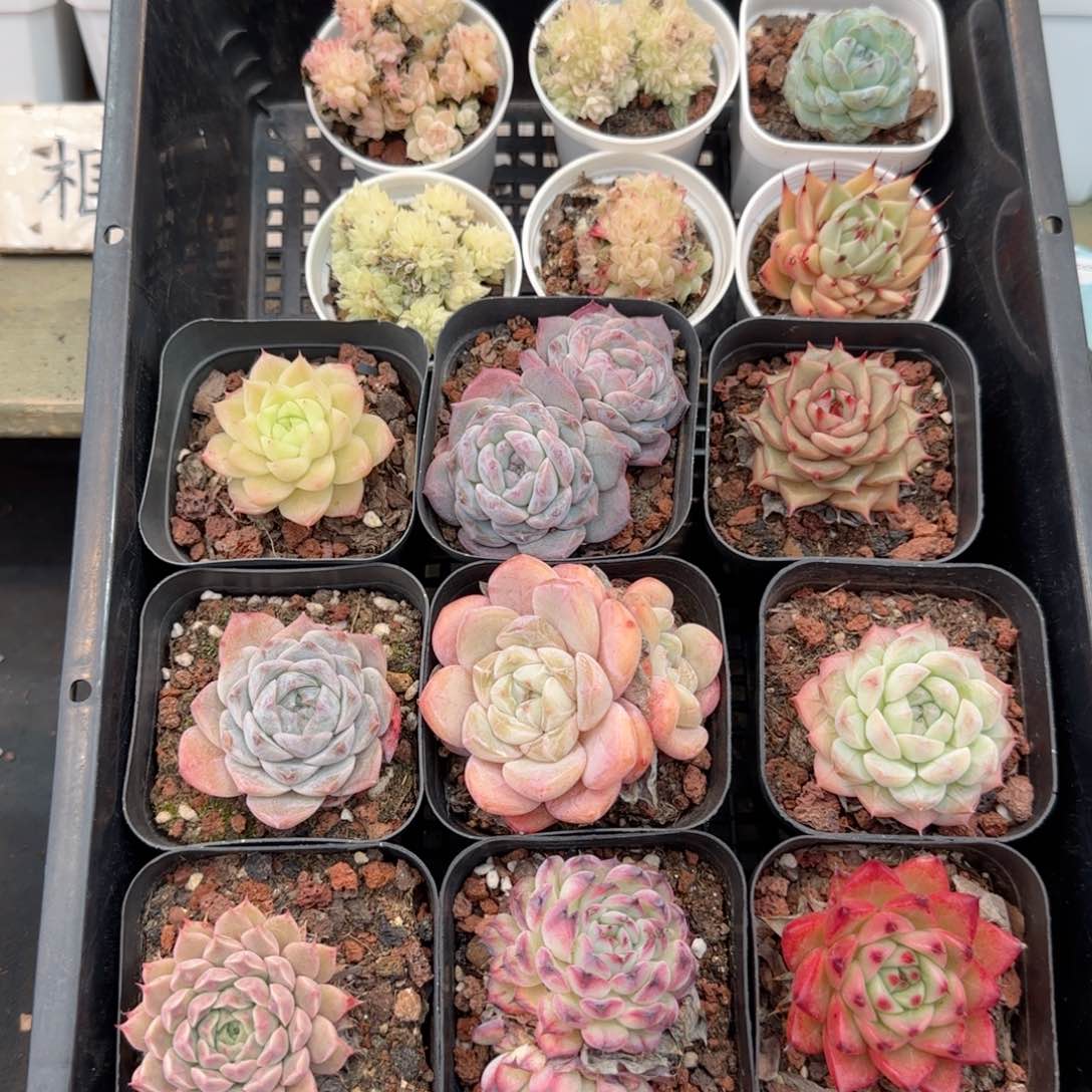 框拍框拍0116-105