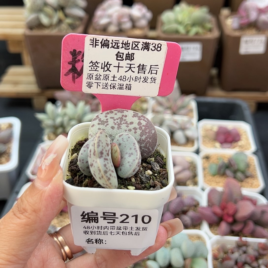 210巨型花蛋多肉植物