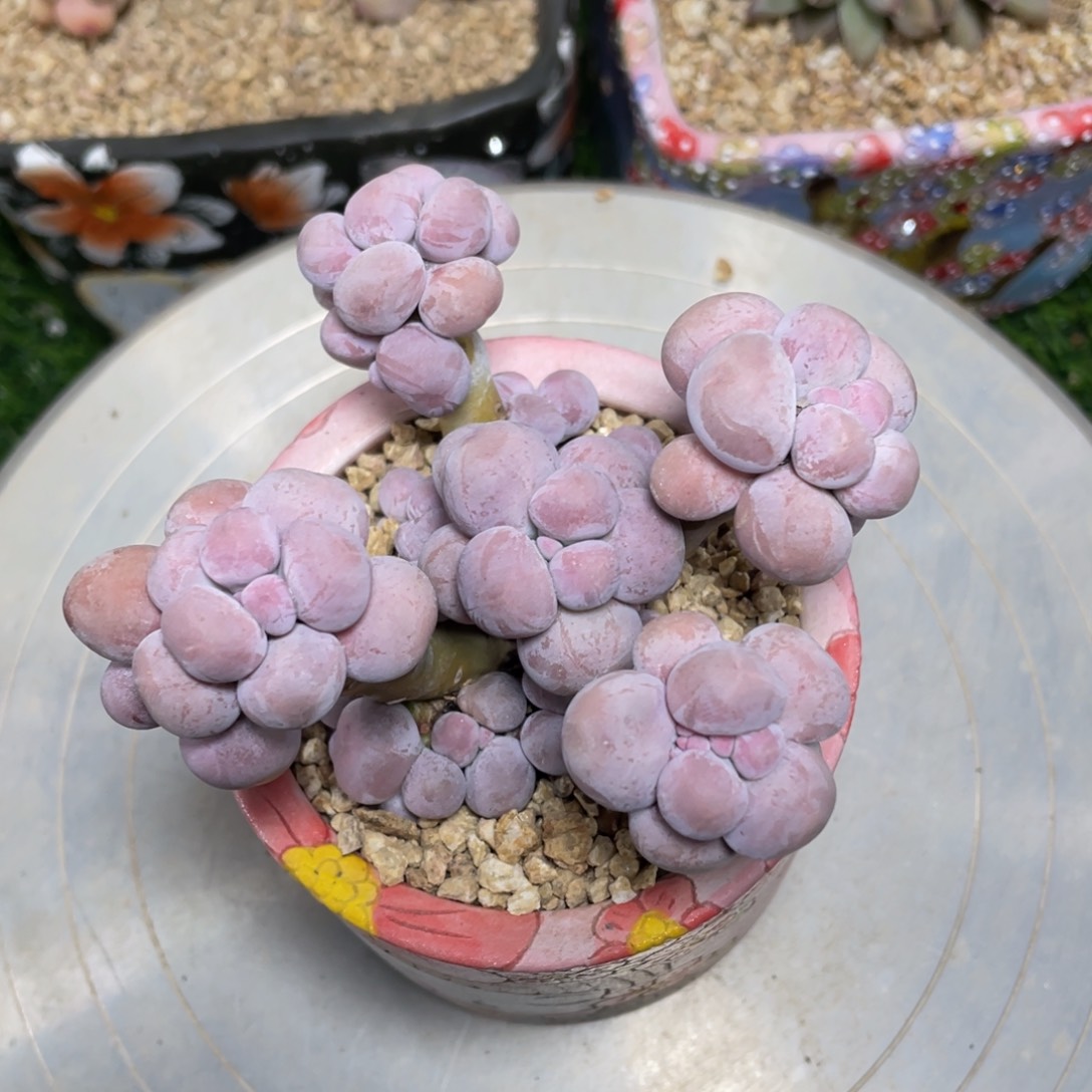 水光针奶酪多肉植物