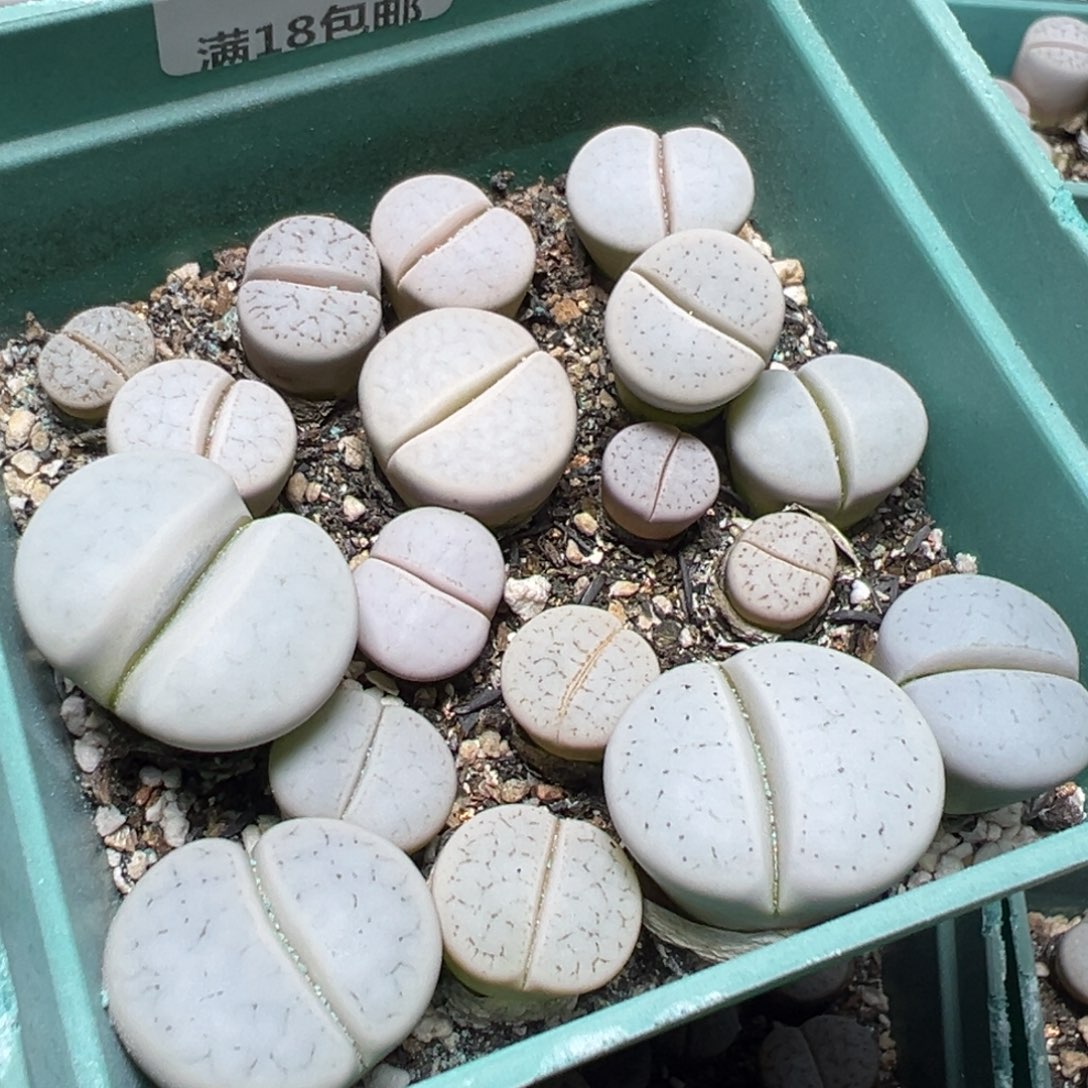 【闪购商品】 367。       