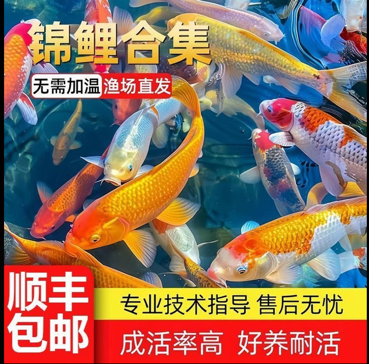 （红牌）锦鲤鱼活体冷水淡水鱼观赏鱼好养耐活渔场直发5-35cm