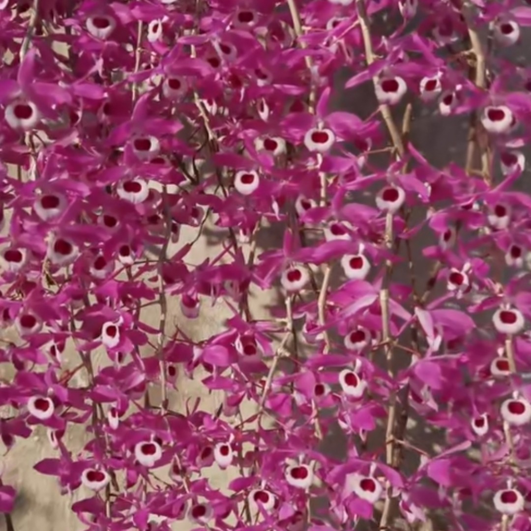 喇叭唇石斛兰爆花石斛兰花可吃杆可吃花石斛花鲜花盆栽带花苞