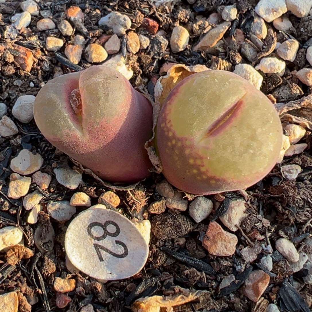 多肉植物111111111111111