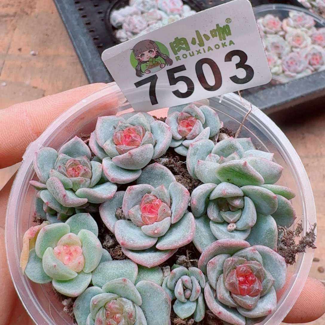 多肉植物多肉植物