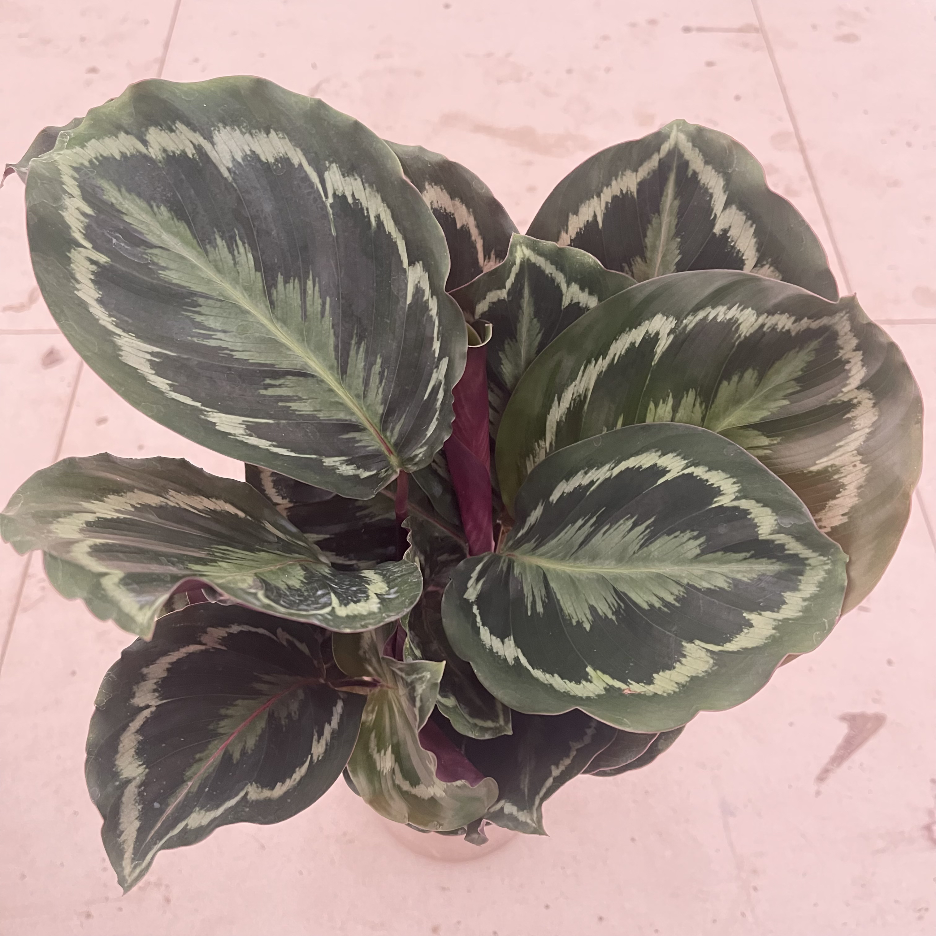 水培彩虹竹芋盆栽室内观叶花卉四季常青好养耐阴吸甲醛