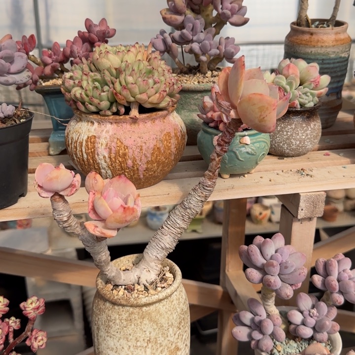 老桩白凤多肉植物fgfhvhj