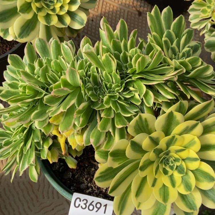 【闪购商品】3691迈巴赫多肉