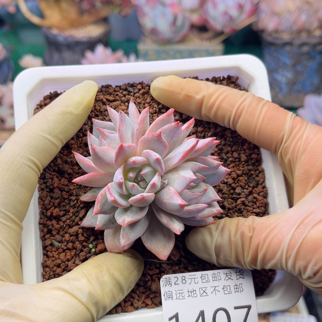 大1407；b d b d v c b h n n