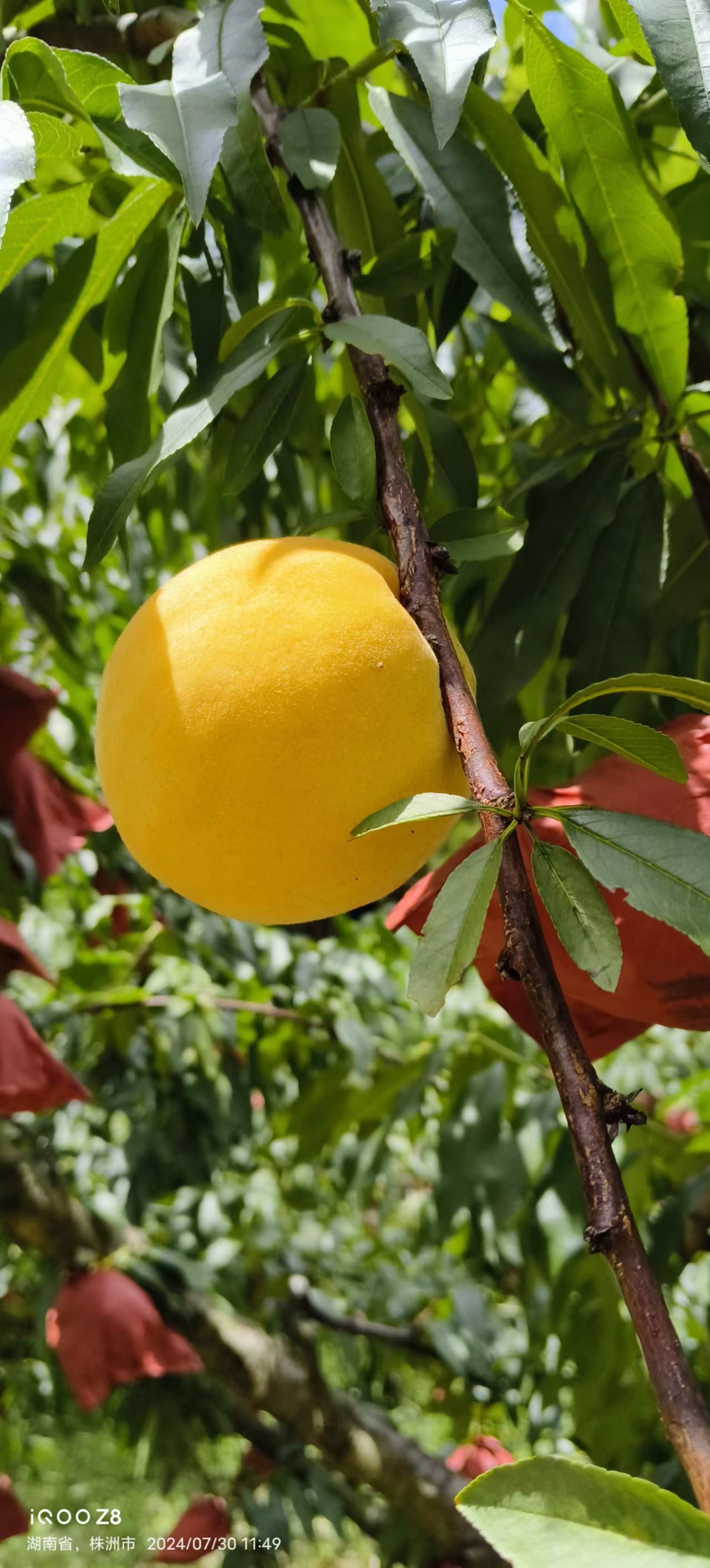 现摘新鲜黄桃香甜多汁果园直发当季水果