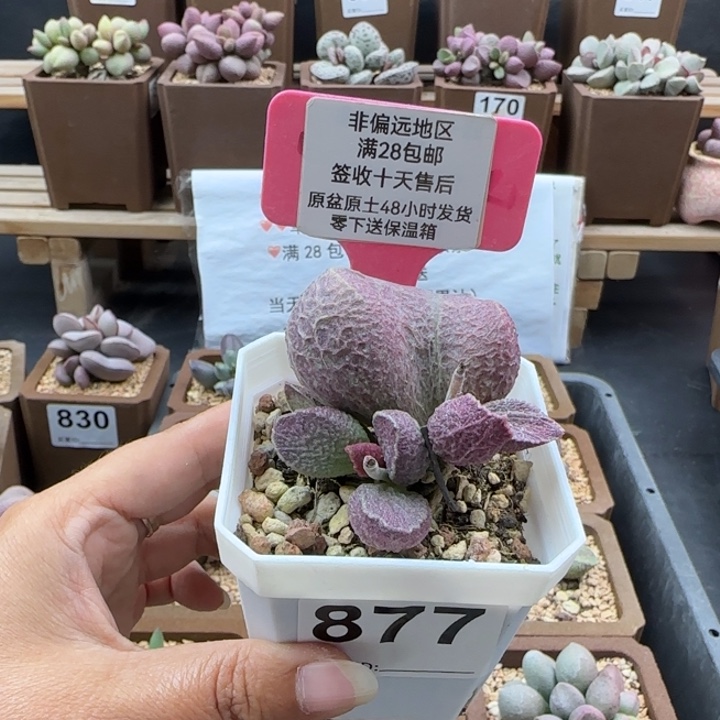 877哈莫猪肝多肉植物