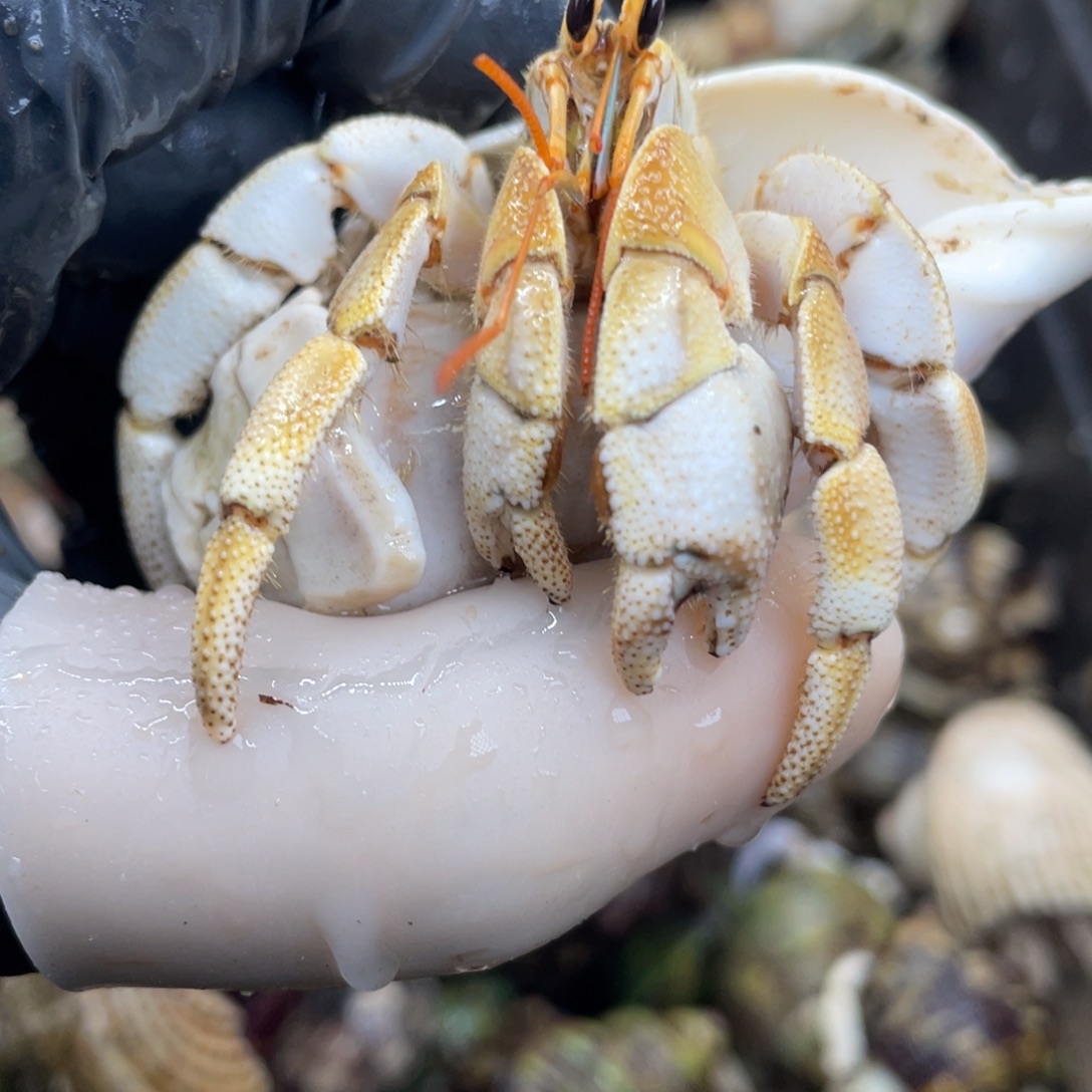 不退不换活体宠物105