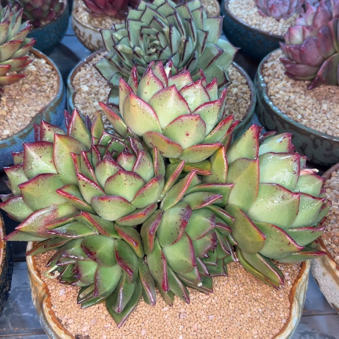 多肉一物一拍0216-6.6