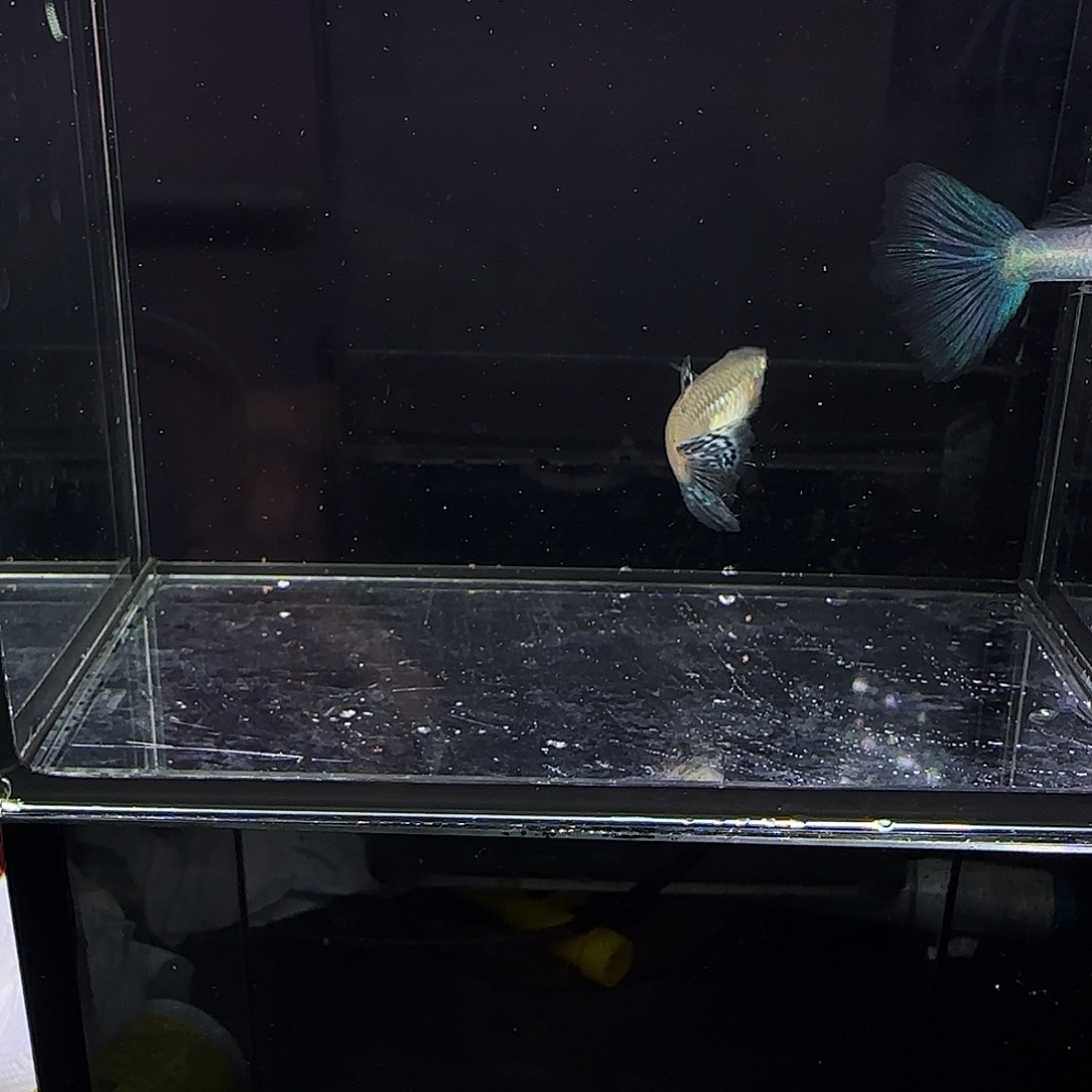 孔雀鱼蓝草兰化一对