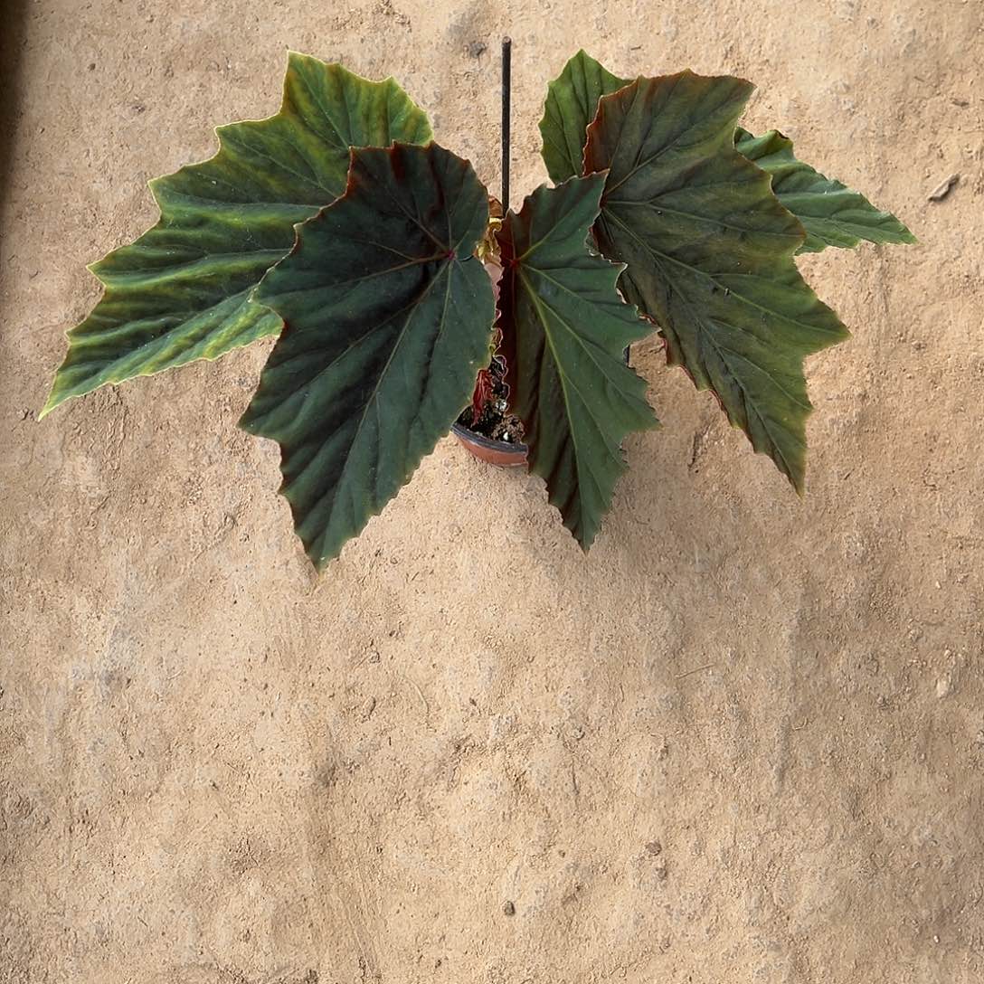 无花朵卡萨布兰卡