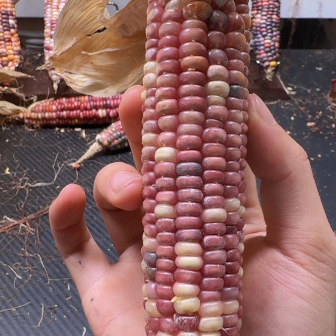 .***.柏香籽/百香籽吊坠