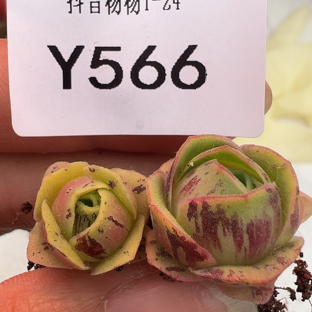 L**a杨566 金帕帕x各种福利 2颗