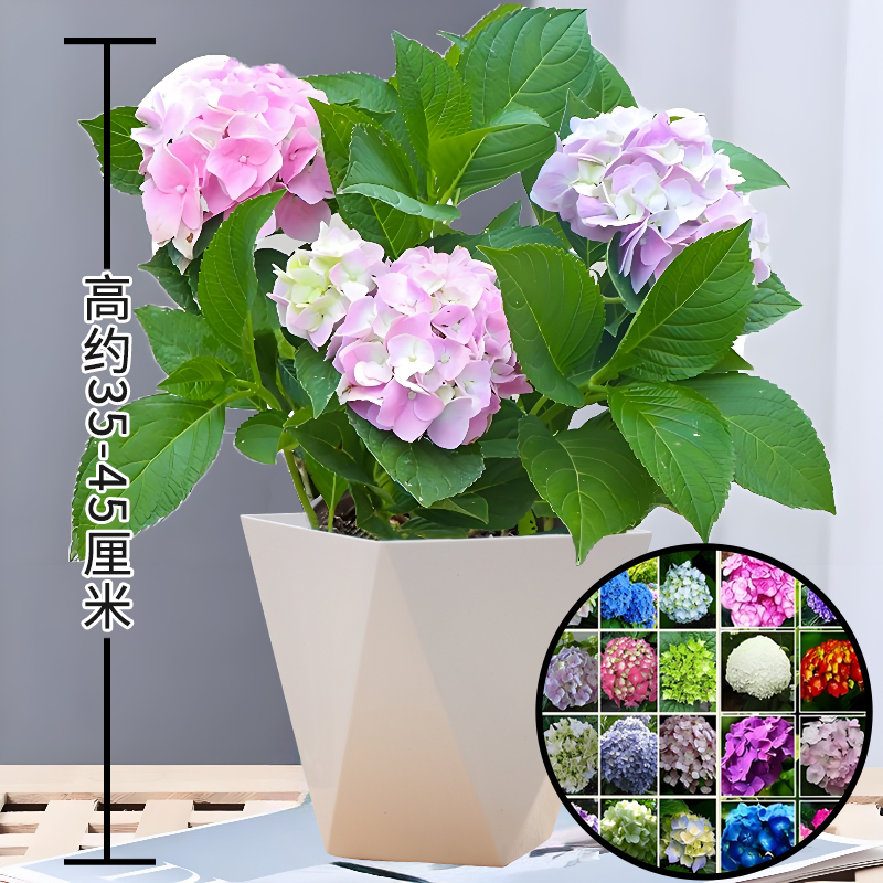 H大花绣球苗盆栽花卉八仙花无尽夏带花苞耐寒耐旱室内庭院栽种